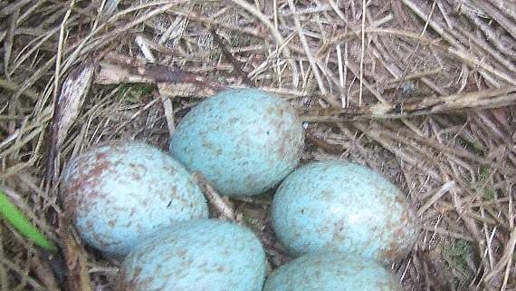 Prolific egg laying has begun for blackbirds | cornish-times.co.uk